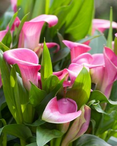Zantedeschia Garnet Glow
